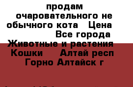 продам очаровательного не обычного кота › Цена ­ 7 000 000 - Все города Животные и растения » Кошки   . Алтай респ.,Горно-Алтайск г.